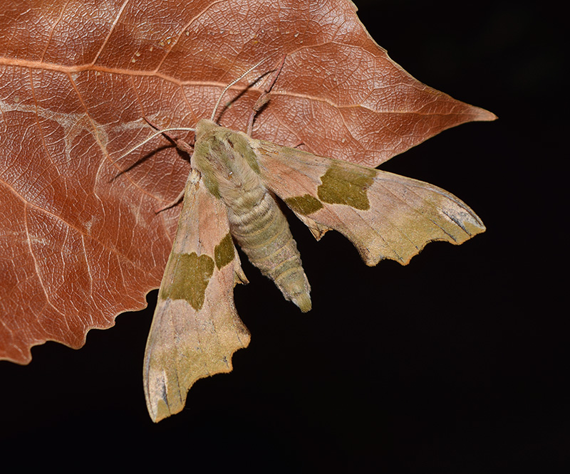 Bruco - Mimas tiliae, Sphingidae